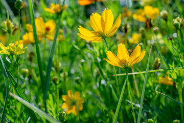 Yellow flower field, bright green background, close-up and morning light.