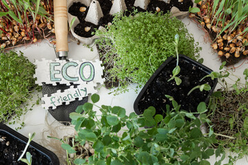 Germination of microgreens. Germination of seeds at home.