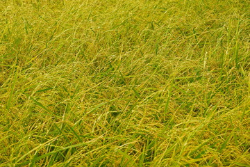 Rice field agriculture grain food  yield season