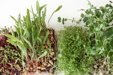 Microgreens on a white background. Seed Germination at home.