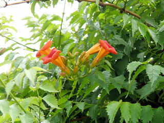 ノウゼンカズラ