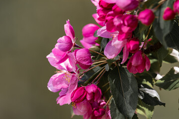 there are large pink apple flowers on a tree branch