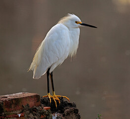 A graceful Snowy Egret (Egretta thula), resting upon a crumbled brick wall by the lakeshore, on the early morning of an autumn day