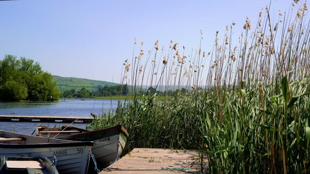 Llangorse Lake, Powys, Wales, 6th June 2023: 4K movies of empty rowing boats moored on the boardwalk at Llangorse Lake. The wind blows through the long reeds on the water's edge. 