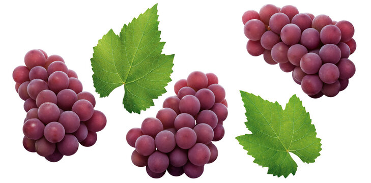 conjunto de cachos de uva e folhas de uva isolado em fundo transparente 