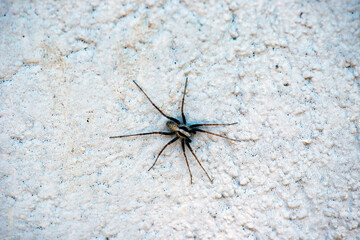 spider on the wall,nacka,sverige,sweden,stockholm