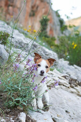 dog on a stone at mountains in flowers. Hiking with a Pet. Jack Russell Terrier in nature, at its peak - obrazy, fototapety, plakaty