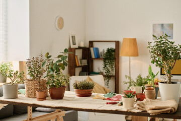 Cultivating or transplanting green plants at table at home