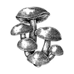 Velvet shank mushroom sketch. Edible fungus illustration. Fungal protein, mycoprotein source. Forest mushroom drawing isolated on white. Healthy food and plant-based meat substitutes design element