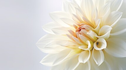 white and yellow dahlia flower on white background with copy space