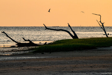 Sun-drenched Florida: Driftwood Silhouettes at Sunset