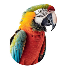 Obraz premium parrot character sticker
