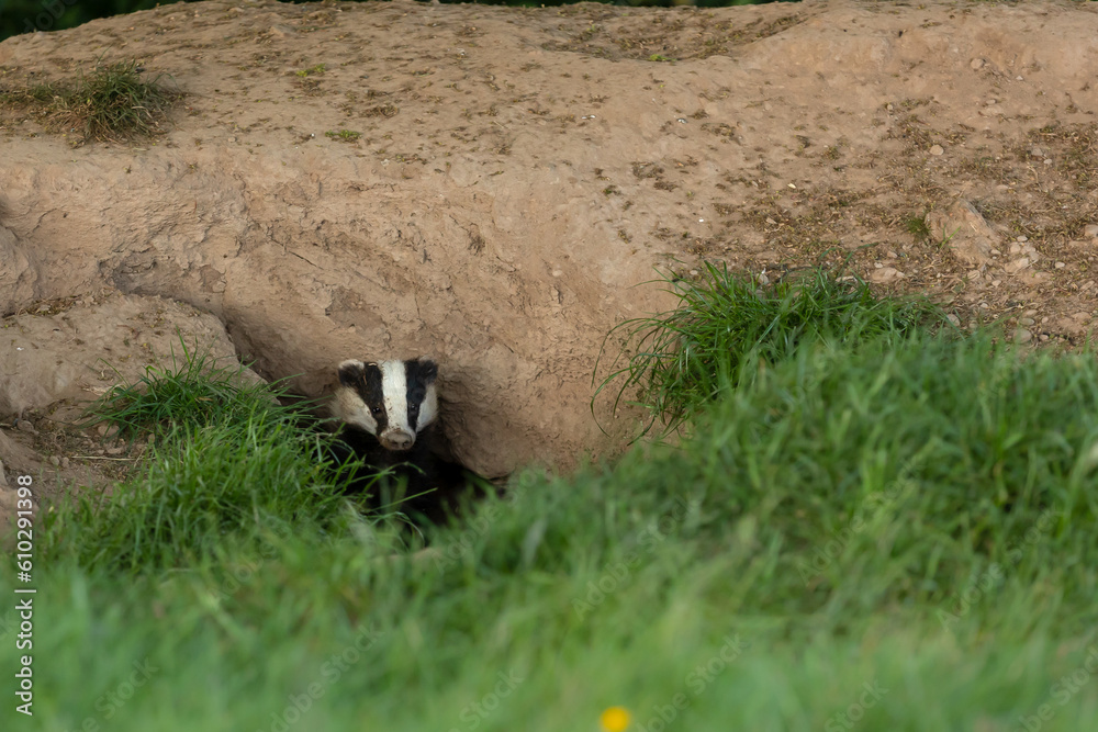 Wall mural badger emerging from the sett on a summer's evening in june. alert and facing front. scientifc name: