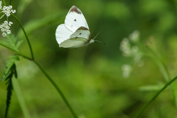 モンシロチョウ