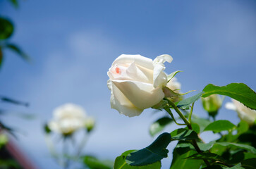 Beautiful white roses blooming in the garden