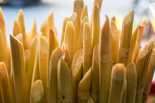 close-up of the sugarcane.