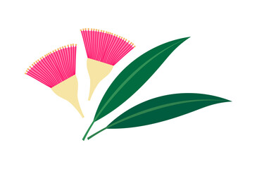 Eucalyptus leucoxylon pink flowers and leaves.