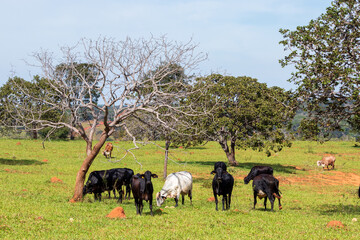 cattle among trees in the field