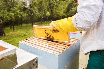 Promoting sustainable beekeeping, а comprehensive guide to honeycomb inspection, hive management,...