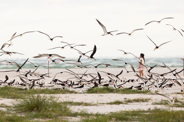 Black skimmers (Rynchops niger), unique Florida birds, in a nesting colony on Lido Beach - obrazy, fototapety, plakaty