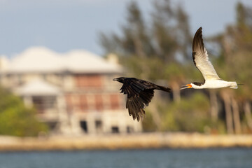 Black skimmer (Rynchops niger) chasing a crow (Corvus sp.) away from a nesting colony on south Lido Key, Florida