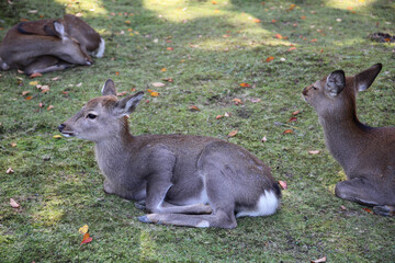 奈良公園の鹿