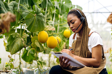 Portrait of of owner african american woman business farmer check quality product, agriculture, healthy, fruit, watermelon in greenhouse melon organic farm