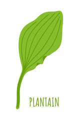 Plantain. Green leaf of a herbaceous plant with veins. Vector illustration isolated on white background.