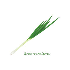 Green onions, vegetarian product, fresh green onions. Vector illustration isolated on a white background. Healthy eating.