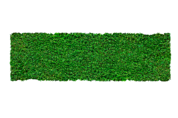 Isolated of Shrubs trimmed green tree wall fence on white background.Beautiful tree from suitable use for natural environment decoration in architectural design.