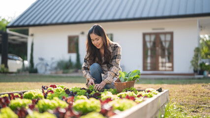 Female gardener use knife to cutting organic lettuce and chinese kale in vegetables garden at home