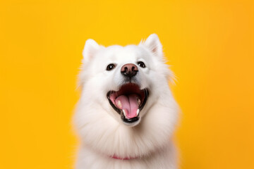 Happy white dog isolated on colorful background, Generative AI