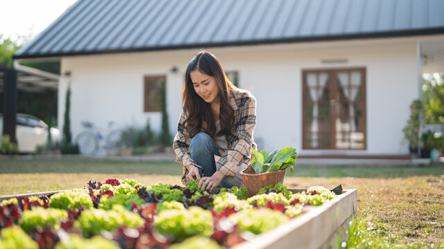Female gardener use knife to cutting organic lettuce and chinese kale in vegetables garden at home - Powered by Adobe