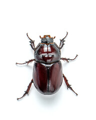Male rhinoceros beetle on a white background, top view. Macro photography of a large brown beetle. Beautiful insect close-up. High quality horizontal photo of Oryctes nasicornis