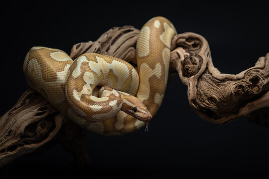 Yellow python with brown spots wrapped around a curved branch. A portrait of a ball python against a black background. Pet snake with dark eyes. Exotic pet portrait. Horizontal photo of regius