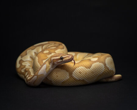 Yellow python with brown spots stucks out his tongue. A portrait of a ball python against a black background. Pet snake with dark eyes. Exotic pet portrait. Horizontal photo of regius