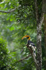 Obraz premium The great hornbill is native to the forests of India, Bhutan, Nepal, mainland Southeast Asia and Sumatra.