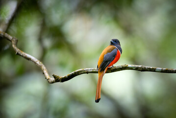 The Malabar trogon (Harpactes fasciatus) is a species of bird in the trogon family. It is found in the forests of India and Sri Lanka
