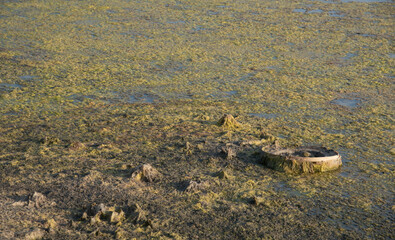 Abandoned car wheel in a lake. Environmental pollution, water contamination , nature disaster