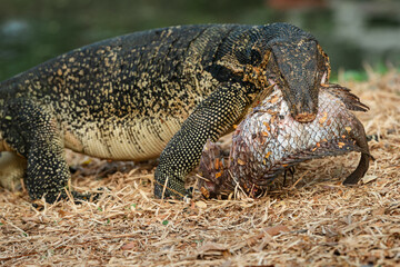 Komodo Monitor lizard dragon is eating a fish in Lumphini Park, Bangkok