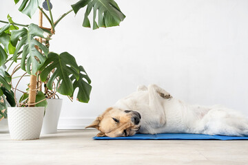 Cute mixed breed dog lying on cool mat looking up on white wall background