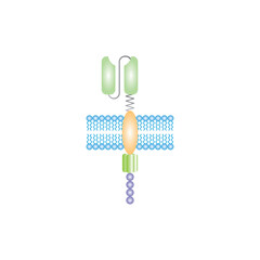 Scientific Designing of Chimeric Antigen Receptor Structure. Vector Illustration.