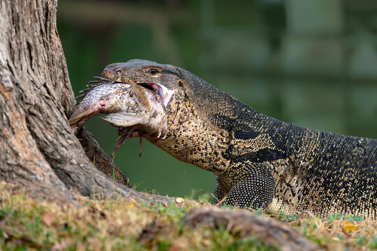Komodo Monitor lizard dragon is eating a fish in Lumphini Park, Bangkok
