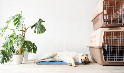 Cute mixed breed dog lying on cool mat looking up on white wall background