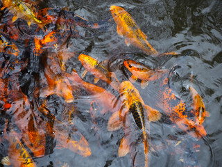 fish in pond