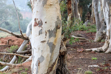 trunk of a eucalyptus tree in australian bushland