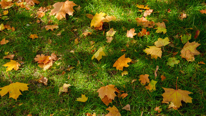 Yellow tree leaves falling on green grass in autumn park. Abstract background, fall in the city