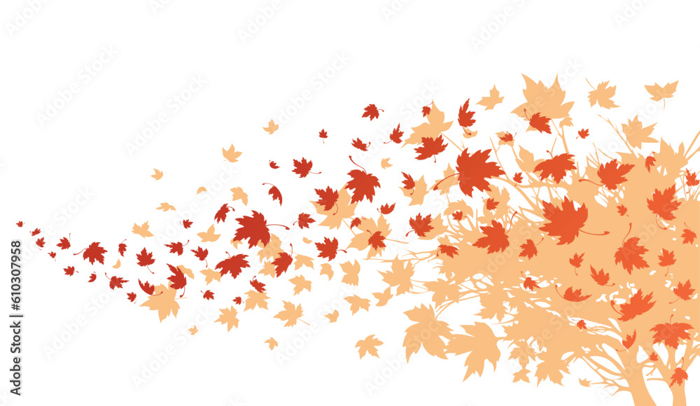 Wall mural maple leaves. autumn background with maple leaves flying and falling from the tree. isolated on whit