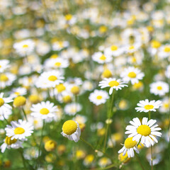 Chamomile flowers Field. Beautiful nature scene with blooming medical roman chamomiles. Nature spring blossom, Summer daisy background. Alternative medicine, phytotherapy ingredient, herbal garden.