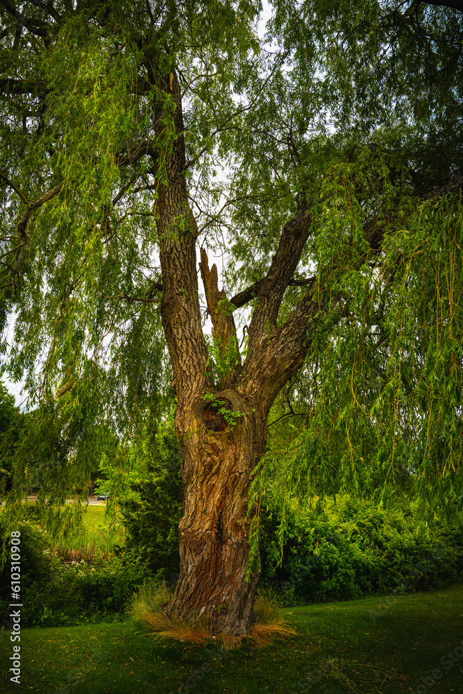 Wall mural Storm-stricken old willow tree on the riverbank in Mystic Connecticut 